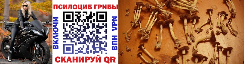 Псилоцибиновые грибы GOLDEN TEACHER Омск